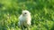 Close up newborn poultry yellow chicken beak on green grass field. Beautiful and adorable little chick on farm for