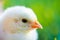 Close up newborn poultry yellow chicken beak on green grass field. Beautiful and adorable little chick on farm for