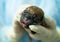 Close-up. A newborn puppy lies in the hands of a veterinary surgeon. Hands in medical gloves hold a small cute blind