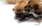 Close-up of a Newborn Shiba Inu puppy. Japanese Shiba Inu dog. Beautiful shiba inu puppy color brown. 10 day old. Puppy on hand. D