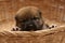 Close-up of a Newborn Shiba Inu puppy. Japanese Shiba Inu dog. Beautiful shiba inu puppy color brown. 16 day old. Puppy in basket.