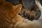 Close-up of a Newborn Shiba Inu puppy. Japanese Shiba Inu dog. Beautiful shiba inu puppy color brown and mom. 1 day old. Baby