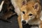 Close-up of a Newborn Shiba Inu puppy. Japanese Shiba Inu dog. Beautiful shiba inu puppy color brown and mom. 1 day old. Baby