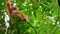 Close up of a newborn Sumatran Orangutans in rainforest