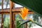 Close-up of a newly flowering Paradise Flower seen in a botanical hot house.