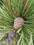 Close up of a newly formed pinecone