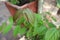 Close up of newly Fresh born pink leaves of Mitragyna speciosa Kratom Plant. This plant also used for creating traditional medic