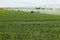 Close up of newly germinated wheat plants.