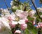 Close up of newly opened apple blossom in sunlight