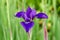 Close up of a newly opened Japanese Iris blossom