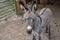 Close-up of nice donkey cub. A young donkey in his home