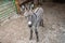 Close-up of nice donkey cub. A young donkey in his home