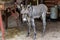 Close-up of nice donkey cub. A young donkey in his home