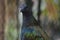 Close up of a Nicobar pigeon