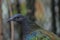 Close up of a Nicobar pigeon