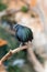 A close up of a nicobar pigeon dove Caloenas nicobarica close up on a branch portrait view