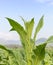 Close up Nicotiana tabacum