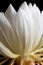 close-up of night-blooming cereus flower petals