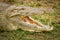 Close up Nile Crocodile  Crocodylus niloticus at the Kazinga Channel, Queen Elizabeth National Park, Uganda.