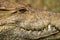 Close-up of Nile crocodile head in sunshine