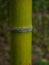 Close Up of a Node on a Bamboo Stem