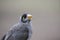 Close up of a Noisy Miner bird