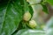 Close up Noni or Morinda citrifolia fruit
