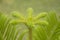 Close-up of Norfolk island pine with blurred background