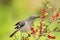 Close-up of a North American singing mockingbird (Mimus polyglottos) eating red berries