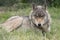 Close up of a North Western Wolf wolf lying down in the grass always ever watchful