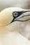 Close up of a northen gannet bird