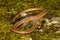 A close up of a Northern Brown Snake