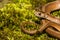 A close up of a Northern Brown Snake