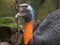 Close up of a northern cassowary in bali