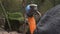 Close up of a northern cassowary in bali