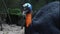 Close up of a northern cassowary sitting on the ground