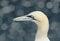 Close up of a Northern gannet against colorful background