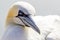 Close up of a Northern Gannet - Morus bassanus