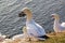 Close up of a Northern Gannet with nuptial gift - Morus bassanus