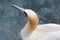 Close-up of Northern gannet swimming in water