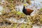 Close up of a northern jacana - Jacana spinosa