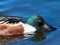 Close up of Northern Shoveler straining food in water through lamellae protrusions