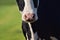 A close up of the nose of a black and white colored cow