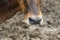 Close-up nose brown cow.