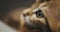 Close-up of nose and eyes of a kitten. The cat attacks the camera with its paw.