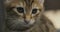 Close-up of nose and eyes of a kitten. The cat attacks the camera with its paw.