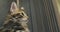 Close-up of nose and eyes of a kitten. The cat attacks the camera with its paw.