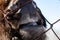 A close-up on the nose, face, and jaw of a ruminant cow, bull, bison, or horse, which pokes its mouth through an iron mesh fence.