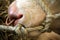 Close up of the nose of a Hereford bull, with a rope bridle and a copper ring through its nose