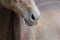 Close up of nose of horse in soft pastel colors.